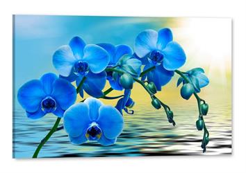 Obraz na plátně tištěný Orchideje Art